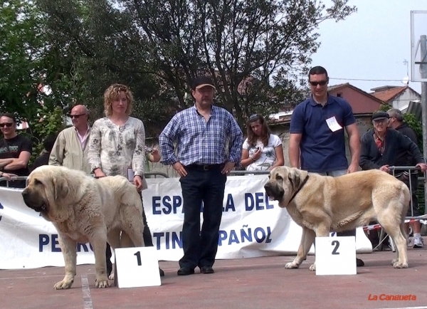 Cueto de Tierra de Orbigo EXC 1º, MEJOR MACHO y BIS, Braco de Muxa EXC 2º - Intermedia Machos, Loredo, Santander, Spain, 30.04.2011.
Keywords: 2011