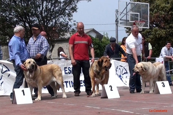 Bimba de Autocan EXC 1º, Brenda del Filandon EXC 2º, Jana I de Trashumancia EXC 3º - Intermedia Hembras, Loredo, Santander, Spain, 30.04.2011.
Keywords: 2011