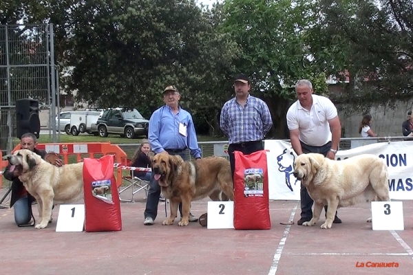 Haya de Bao la Madera EXC 1º, MEJOR HEMBRA, Chiqui de Autocan EXC 2º, Siena de Trashumancia EXC 3º - Abierta Hembras, Loredo, Santander, Spain, 30.04.2011.
Keywords: 2011