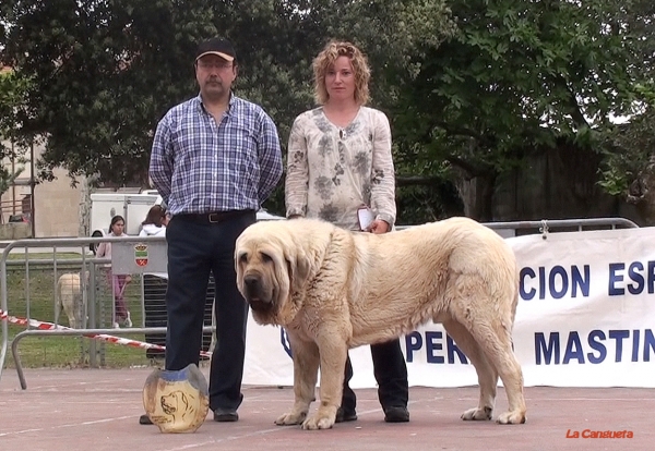 Cueto de Tierra de Orbigo EXC 1º, MEJOR MACHO, BIS - Intermedia Machos, Loredo, Santander, Spain, 30.04.2011.
(Aguiles de Tierra de Órbigo X Bimba de Tierra de Órbigo)
Born 25.10.09
Keywords: 2011 tierraorbigo