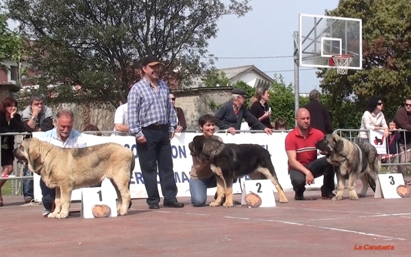 Clase Cachorros Machos - Loredo, Santander, Spain, 30.04.2011.
Hidalgo de Vega del Riomiera MB 1º, MEJOR CACHORRO
Rumbo de Filandon MB2º
Nero del Filandon MB 3º
Keywords: 2011