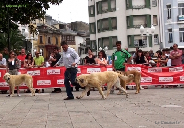 Luarca, Asturias 19.07.2013
Keywords: 2013