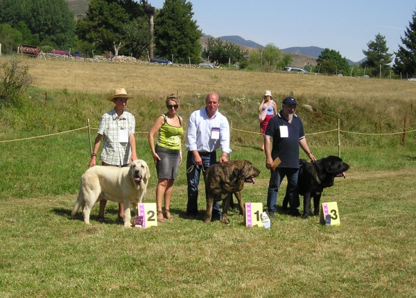 Concurso San Emiliano 2009
Bach de Muxa (La Cangueta) 2º Joven Macho
