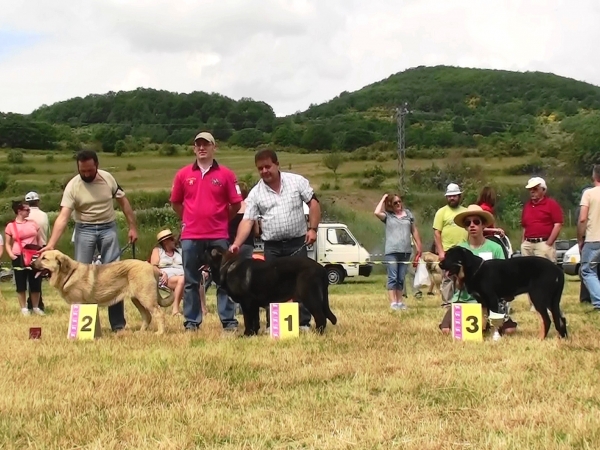 Hera en Prioro 2010
Hera de la Feligresía MB tercera en Cachorros Hembra. Prioro 2010 (Socale)
