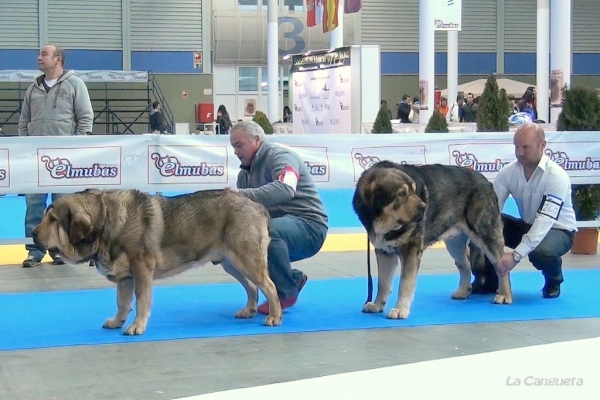 Trabuco de Valle Pisueña, Tango de Filandón - Abierta Machos/Open Males - Valladolid 25.02.2012
Keywords: 2012