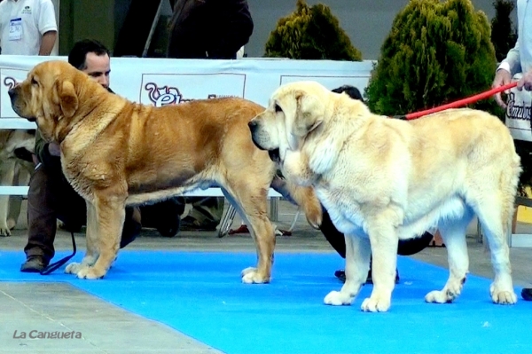 Ch. Balak de Tierra de Orbigo, Ch. Nabuco de Montes del Pardo - Campeones Machos  - Valladolid 25.02.2012
Keywords: 2012