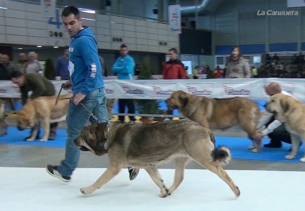 Cora de Blendiós del Dobra - Abierta Hembras/Open Females - Valladolid 25.02.2012
Keywords: 2012