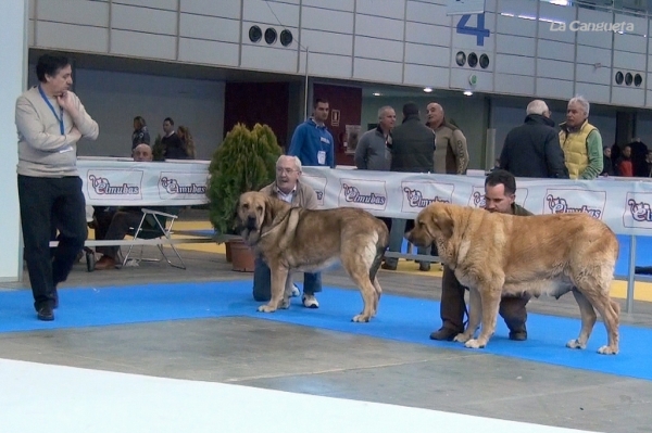 Ch. Chiqui, Ch. Bimba de Tierra de Orbigo - Campeones Hembras - Valladolid 25.02.2012
Keywords: 2012