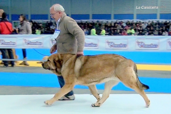 Ch. Chiqui - Campeones Hembras - Valladolid 25.02.2012
Keywords: 2012 autocan