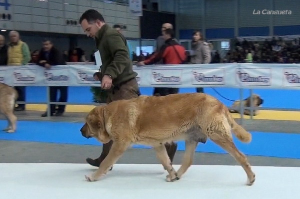 Ch. Bimba de Tierra de Orbigo - Campeones Hembras - Valladolid 25.02.2012
Ch. Bimba de Tierra de Orbigo
Keywords: 2012 tierraorbigo