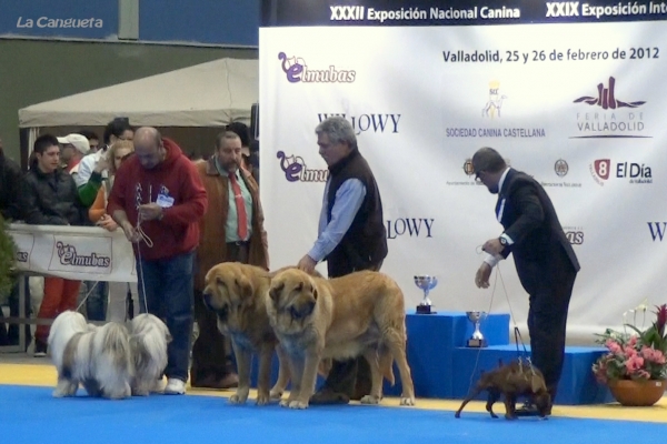 Ch. Balak de Tierra de Orbigo & Ch. Bimba de Tierra de Orbigo - Final Parejas - Valladolid 25.02.2012
Keywords: 2012 tierraorbigo