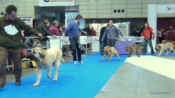 Cachorros Macho - Valladolid 25.02.2012
Keywords: 2012