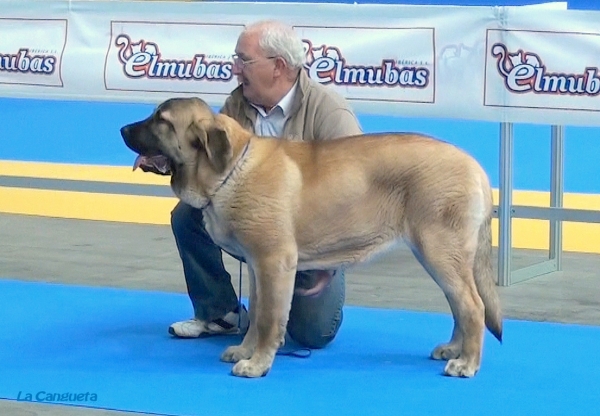 Diva de La Cangueta - Cachorros Hembra - Valladolid 25.02.2012
Keywords: 2012 cangueta