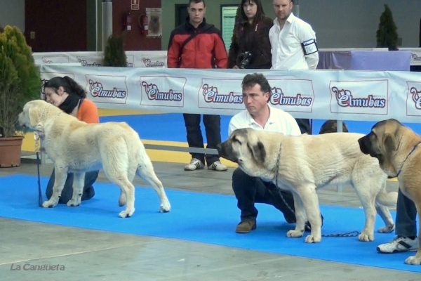 ?, Bella del Xaín, Diva de La Cangueta - Cachorros Hembra - Valladolid 25.02.2012
Keywords: 2012