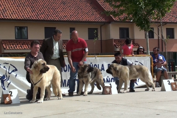 DUNA DE FILANDÓN MB 1º, BOHEMIA DE HAZAS DE CESTO MB 2º, ARMADA DE PUERTO CANENCIA MB 3º - CACHORROS HEMBRAS, Viana de Cega, Valladolid, Spain, 14.05.2011
Keywords: 2011