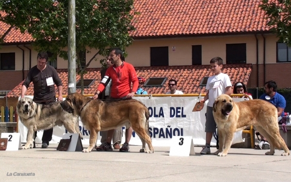 MOLINERO DE HAZAS DE CESTO EXC 2º, ALPINO DE FONTE XUNQUERA EXC 1º, CAIRO DE TIERRA DE ÓRBIGO EXC 3º - JÓVENES MACHOS, Viana de Cega, Valladolid, Spain, 14.05.2011
Keywords: 2011