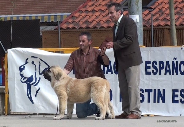 PEGASO DE BAOLAMADERA MB - MUY CACHORROS MACHOS, Viana de Cega, Valladolid, Spain, 14.05.2011
Keywords: 2011 baolamadera