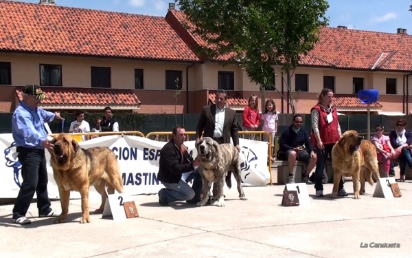 ROCO DE AUTOCAN EXC 2º, TIGRE DE LOS MONTES PRAVIANOS EXC 1º MEJOR MACHO, BALAK DE TIERRA DE ÓRBIGO EXC 3º - ABIERTA MACHOS, Viana de Cega, Valladolid, Spain, 14.05.2011
Keywords: 2011