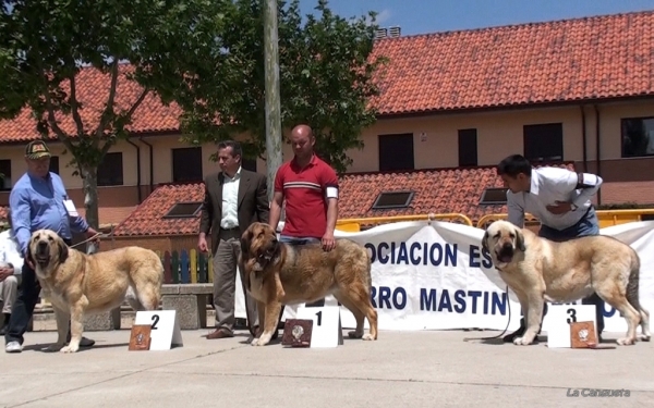 BIMBA DE AUTOCAN EXC 2º, BRENDA DE FILANDÓN EXC 1º, LOBA DE LOS PISCARDOS EXC 3º - INTERMEDIA HEMBRAS, Viana de Cega, Valladolid, Spain, 14.05.2011
Keywords: 2011