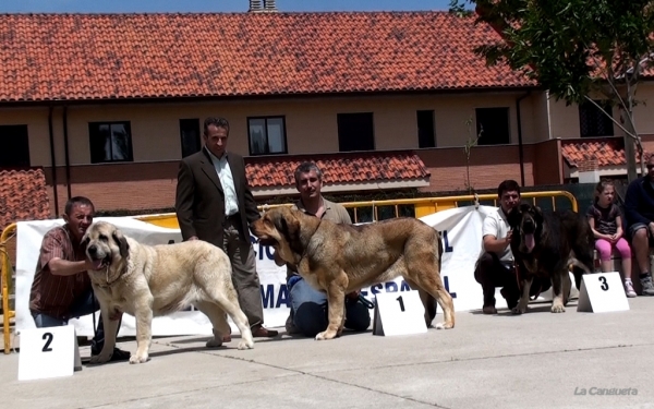 HAYA DE BAO LA MADERA EXC 2º, DIANA DE BUXIONTE EXC 1º MEJOR HEMBRA MEJOR DE RAZA (BIS), LORENA EXC 3ª - ABIERTA HEMBRAS, Viana de Cega, Valladolid, Spain, 14.05.2011
Keywords: 2011