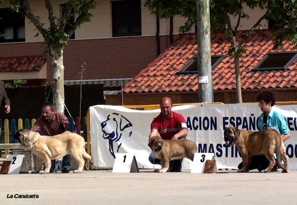 JIMENA DE BAO LA MADERA MB 2º, BRUMA DE FILANDÓN MB 1º, BORRASCA DE LA CANGUETA MB 3º - MUY CACHORROS HEMBRAS, Viana de Cega, Valladolid, Spain, 14.05.2011
Keywords: 2011