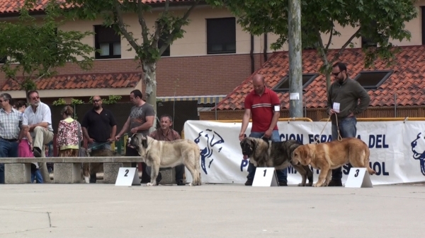 CALÍGULA DE BAOLAMADERA MB 2º , NERO DE FILANDÓN MB 1º MEJOR CACHORRO , ARGOS DE ALTOS DE VALDEARAZO MB 3º - CACHORROS MACHOS, Viana de Cega, Valladolid, Spain, 14.05.2011
Keywords: 2011