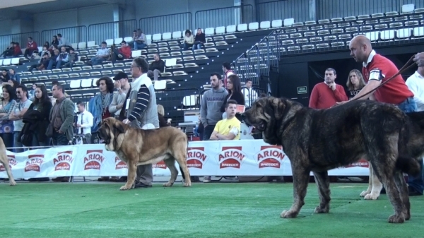 National Show, Vigo, Galicia, Spain, 23.03.2012
Keywords: 2012