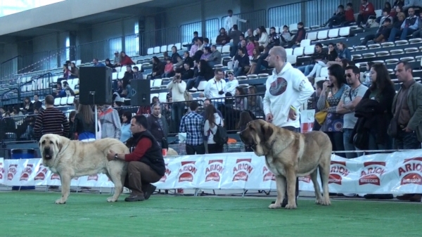 National Show, Vigo, Galicia, Spain, 23.03.2012
Keywords: 2012