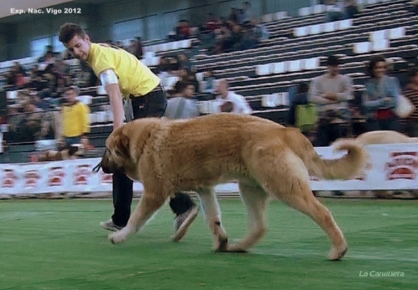 National Show, Vigo, Galicia, Spain, 23.03.2012
Keywords: 2012