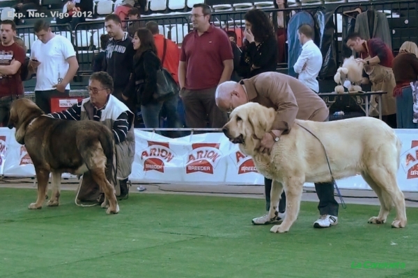 National Show, Vigo, Galicia, Spain, 23.03.2012
Keywords: 2012