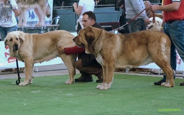 National Show, Vigo, Galicia, Spain, 23.03.2012
Keywords: 2012