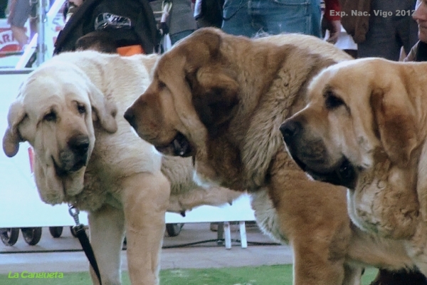 National Show, Vigo, Galicia, Spain, 23.03.2012
Keywords: 2012