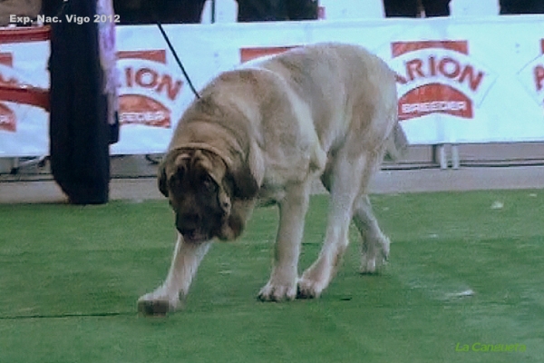 National Show, Vigo, Galicia, Spain, 23.03.2012
Keywords: 2012