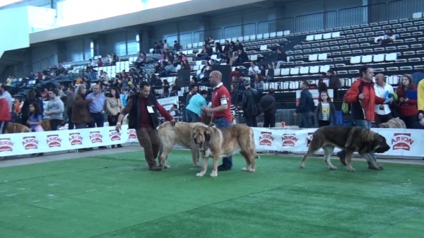 National Show, Vigo, Galicia, Spain, 23.03.2012
Keywords: 2012