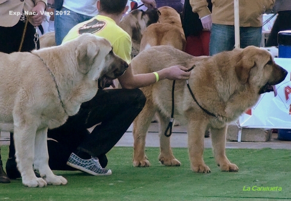 National Show, Vigo, Galicia, Spain, 23.03.2012
Keywords: 2012