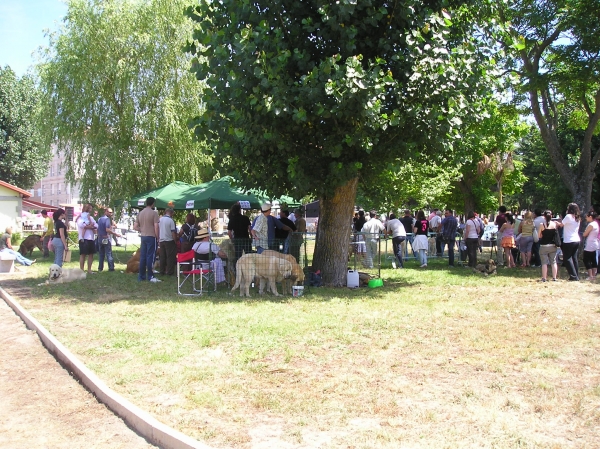 Ambiente Mastinero - Xinzo de Limia 09
Ambiente en el concurso de Xinzo de Limia 09 de Aepme
Photo: Gregorio Verano
Klíčová slova: cangueta