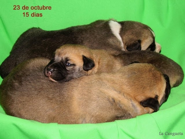 3 puppies 2 weeks/3 cachorros de 2 semanas
