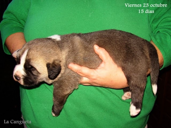 puppy two weeks old/cachorro de 2 semanas
