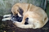 Filename=31082011422.jpg
Filesize=620KiB
Dimensions=1898x1264
Date added=%367 %13, %2011 31082011422.jpg
