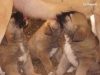 Cachorros151009_011.jpg