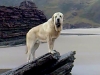 Filename=dady_roca3.jpg
Filesize=44KiB
Dimensions=459x346
Date added=%310 %05, %2010 dady_roca3.jpg
