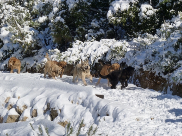 Cachorros de Altos de Valdearazo 
6,5 meses
Keywords: ALTOS DE VALDEARAZO