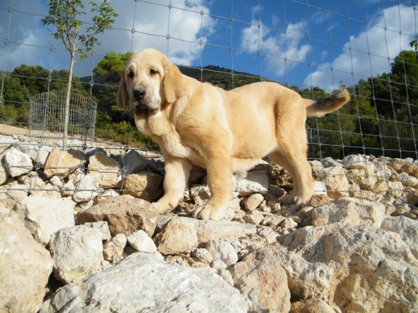 Cachorro Altos de Valdearazo
www.altosdevaldearazo.com
Keywords: altos de valdearazo