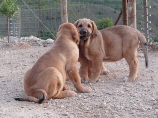 Cachorros Altos de Valdearazo  - foto 11.08.09
Vulcano de Fuente Mimbre X Vulcana I de Fuentemimbre
11.06.09 
Keywords: ALTOS DE VALDEARAZO