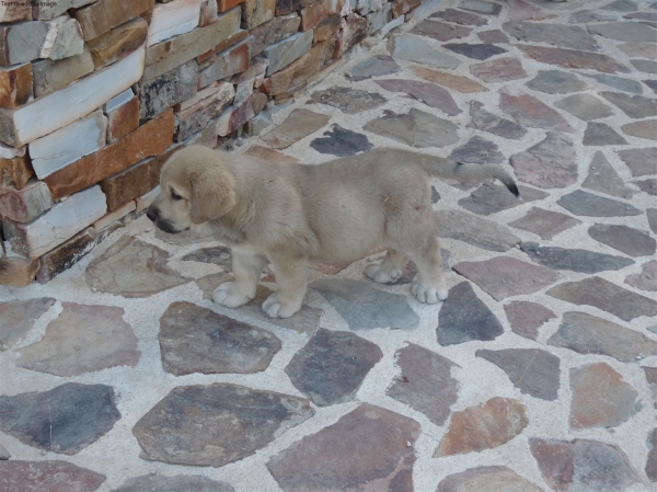 Cachorro Altos de Valdearazo - foto 25.07.09
Vulcano de Fuente Mimbre X Vulcana I de Fuentemimbre
11.06.09 
Keywords: puppyspain ALTOS DE VALDEARAZO