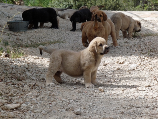 Cachorro Altos de Valdearazo  - foto 26.07.09
Vulcano de Fuente Mimbre X Vulcana I de Fuentemimbre
11.06.09 
Keywords: puppyspainALTOS DE VALDEARAZO