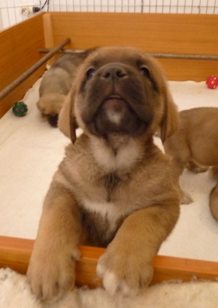 Cachorros de Altos de Valdearazo
Vulcana I de Fuentemimbre X Cañonero de Fuentemimbre. 32 días.
Keywords: altos de valdearazo vulcana I caÃ±onero fuentemimbre