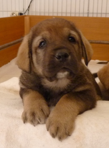 Cachorros de Altos de Valdearazo
Vulcana I de Fuentemimbre X Cañonero de Fuentemimbre. 32 días.
Keywords: altos de valdearazo vulcana I caÃ±onero fuentemimbre