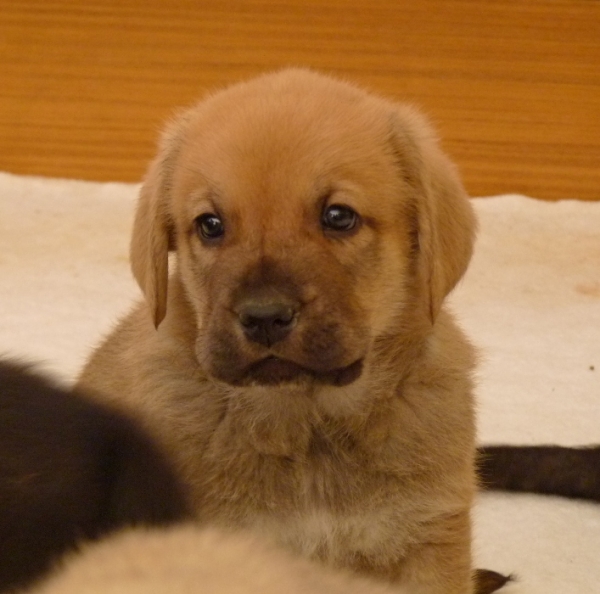 Cachorros Altos de Valdearazo 
Vulcana I de Fuentemimbre X Cañonero de Fuentemimbre. 32 días.
Keywords: altos de valdearazo vulcana I caÃ±onero