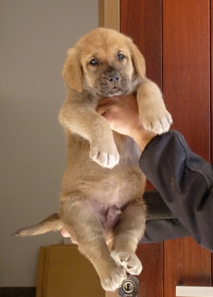 Cachorros de Altos de Valdearazo
Vulcana I de Fuentemimbre X Cañonero de Fuentemimbre. 32 días.
Keywords: altos de valdearazo vulcana I caÃ±onero fuentemimbre